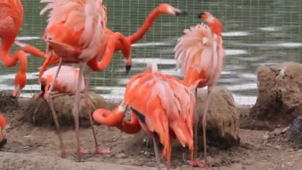 Flamencos rosados — Vídeo de stock