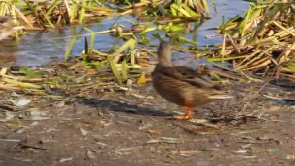 Enten auf dem Teich — Stockvideo