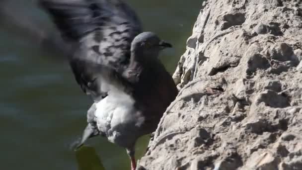 Pombo — Vídeo de Stock