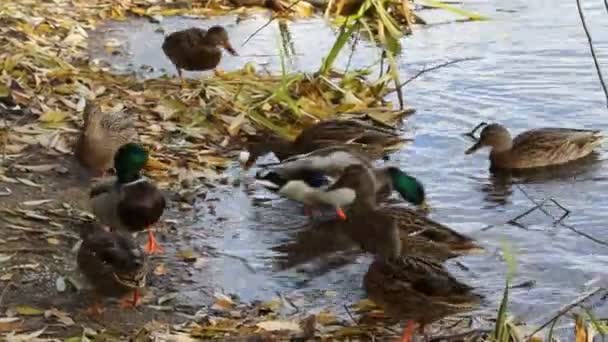Enten auf dem Teich — Stockvideo