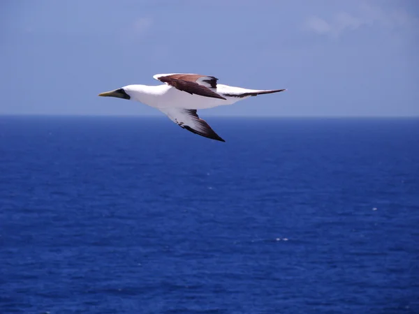 Atoba brasileiro - sulla dactylatra — Fotografia de Stock