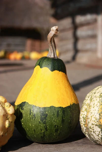 Decorative pumpkin — Stock Photo, Image