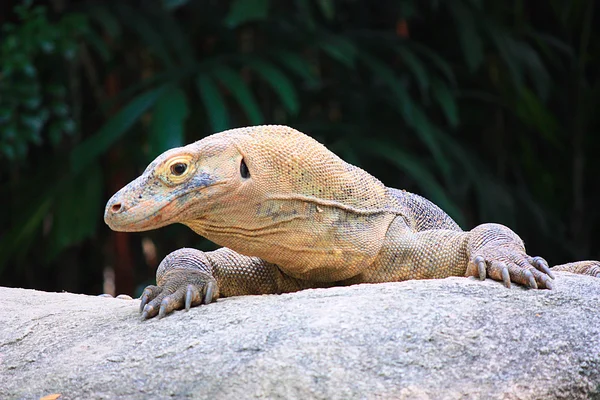 Drago di Komodo — Foto Stock