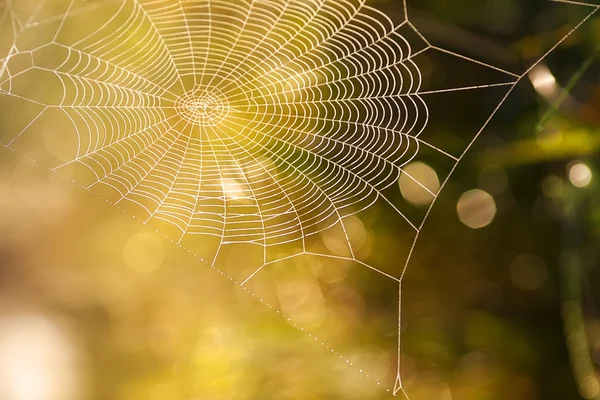蜘蛛の巣の夏 — ストック写真