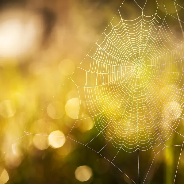 Cobweb verano — Foto de Stock