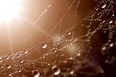 açılan web