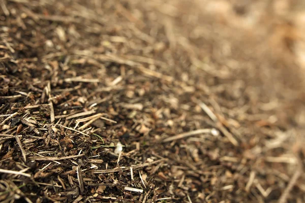 çam iğnesi. talaş