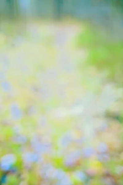 bulanık hareket orman arka plan