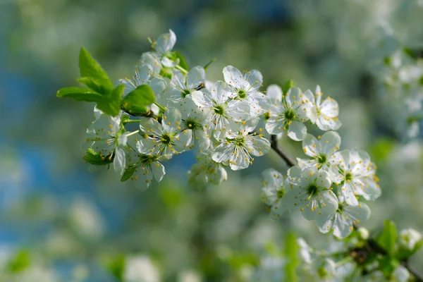 Fleur de pomme — Photo