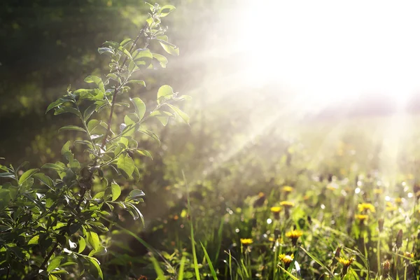 Sunlight — Stock Photo, Image