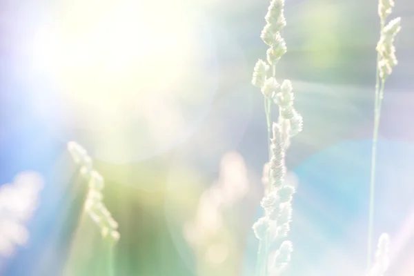 Natuur achtergrond — Stockfoto