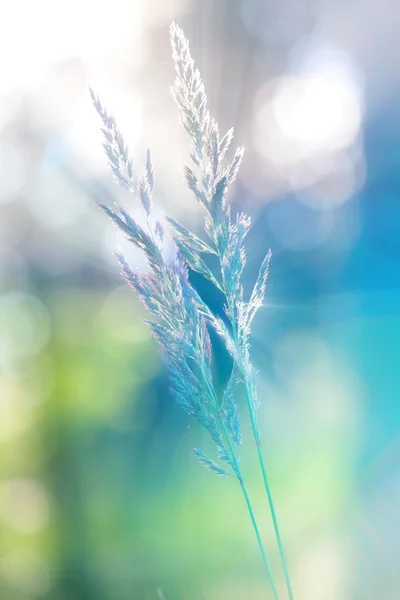 Fondo de naturaleza — Foto de Stock