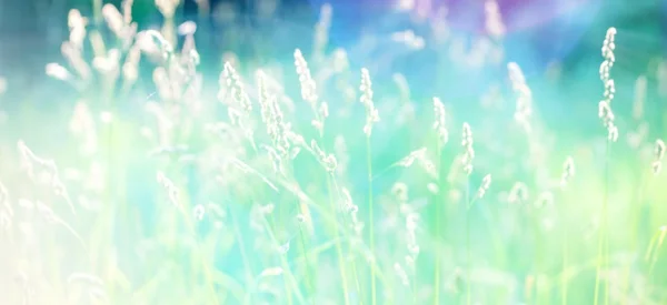 Fondo de naturaleza — Foto de Stock