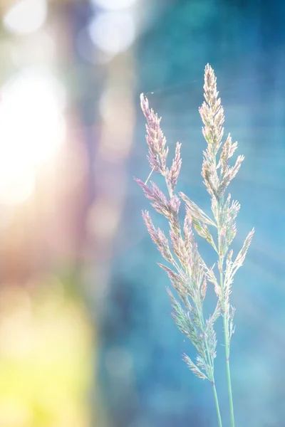 自然背景 — 图库照片