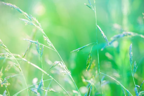 Natuur — Stockfoto