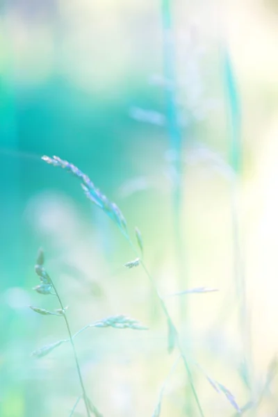 自然背景 — 图库照片