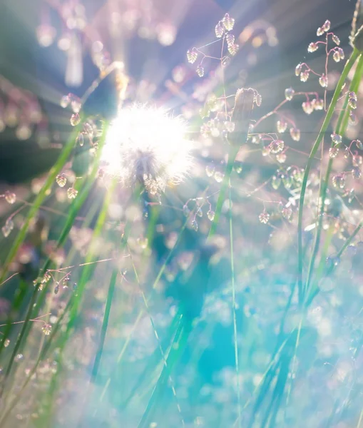 Fondo de naturaleza — Foto de Stock