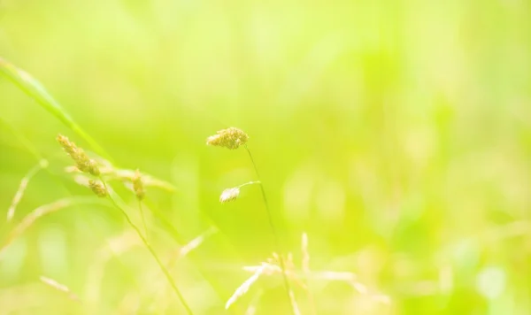 Abstract nature — Stock Photo, Image