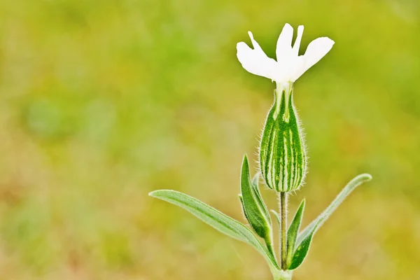 Ένα μοναχικός λουλούδι — Φωτογραφία Αρχείου