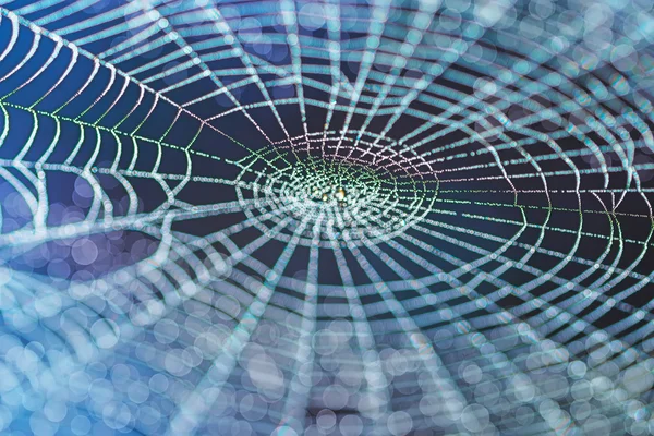 Web dans la nature — Photo