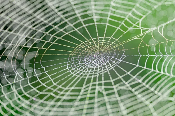 自然の中で web — ストック写真