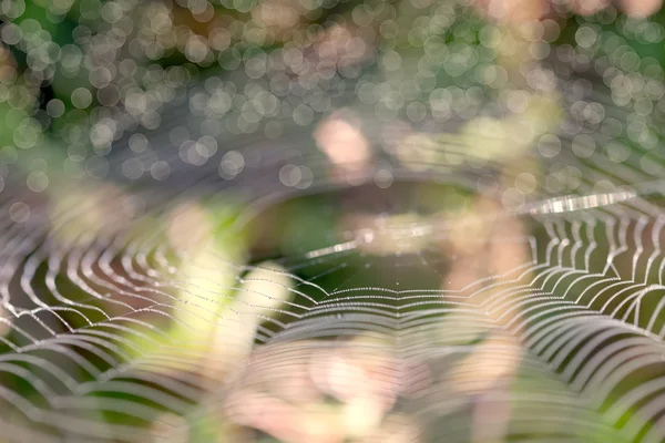 Web dans la nature — Photo