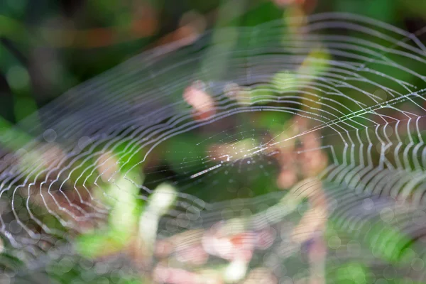 Web dans la nature — Photo