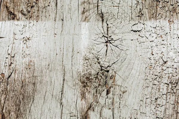 Bog Oak Texture Natural Environment Second Hand — Photo