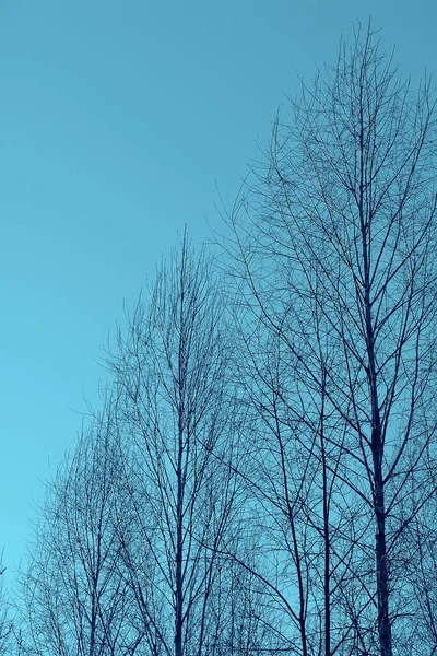 早春初春的白桦树 — 图库照片