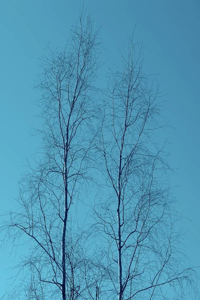 Blanke Birke Zeitigen Frühling Beginn Des Tages — Stockfoto