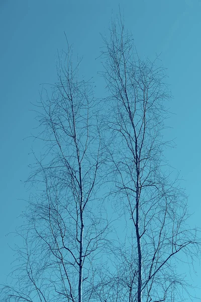 ? Скачать картинки Береза силуэт, стоковые фото Береза силуэт в хорошем ...