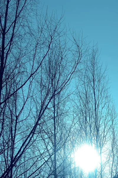 早春初春的白桦树 — 图库照片