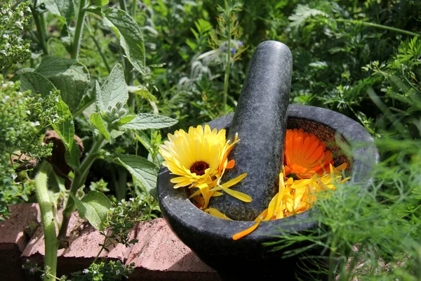 Natural medicine marigold — Stock Photo, Image