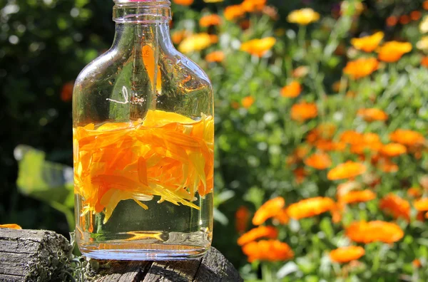 Calendula oil — Stock Photo, Image