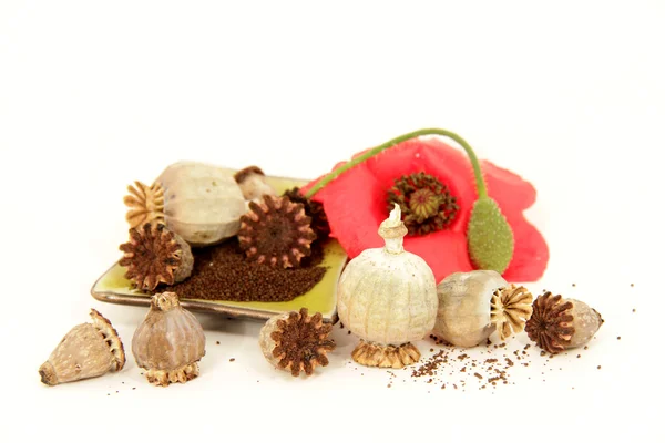 Poppy seeds — Stock Photo, Image