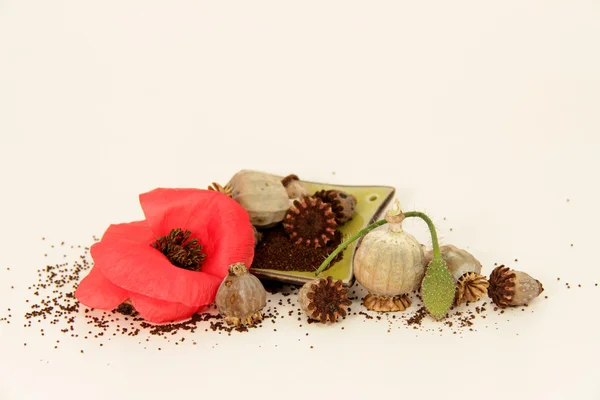 Poppy seeds — Stock Photo, Image