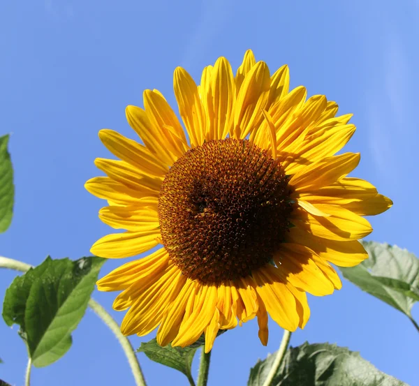 Zonnebloem — Stockfoto