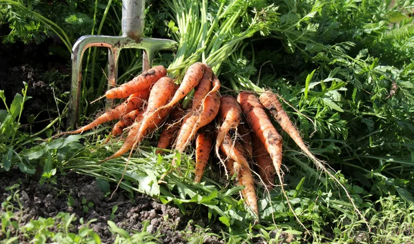 Zanahorias — Foto de Stock