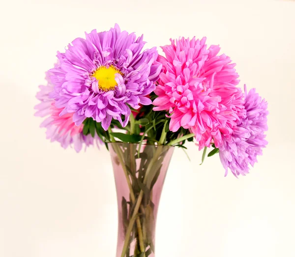 Herfst asters — Stockfoto