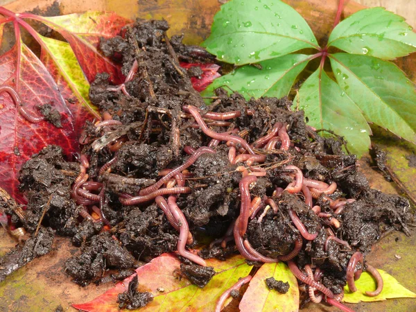 Redworm in compost — Stock Photo, Image