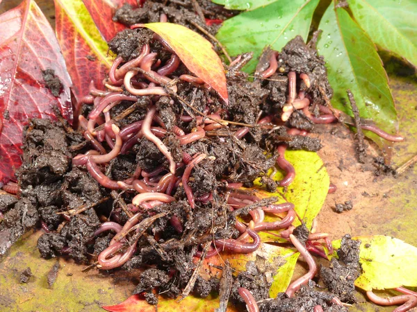 Redworm in compost — Stockfoto