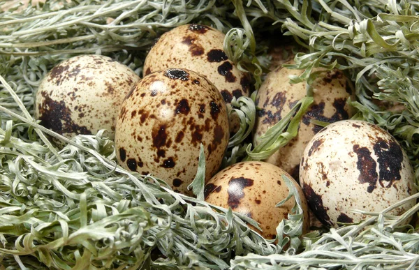 Pequeños huevos — Foto de Stock