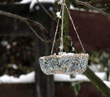 chickadee