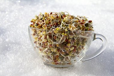 tohum çimlenme