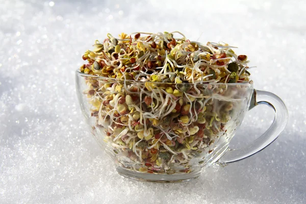 Sprouting seeds — Stock Photo, Image