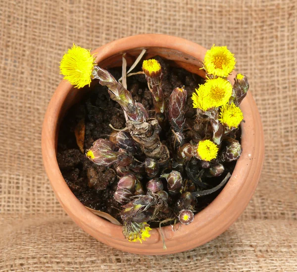 Coltsfoot — Stock Photo, Image