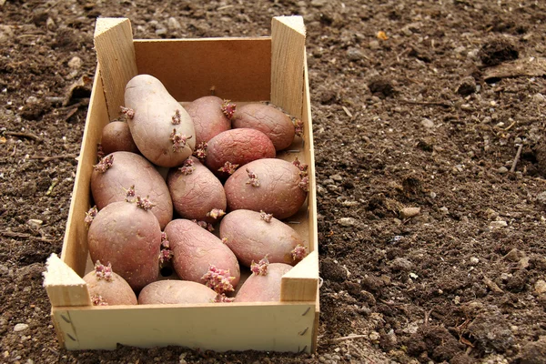 Sadbové brambory — Stock fotografie
