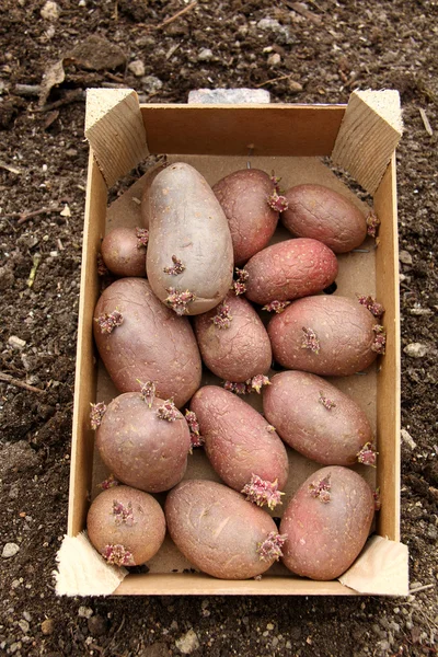 Sadbové brambory — Stock fotografie