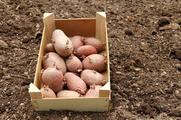 Patatas de semillas —  Fotos de Stock