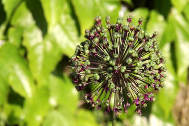 Allium
